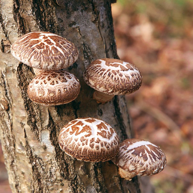 Bio Shiitake Pulver 250g – Premiumqualität für dein Wohlbefinden und deinen Genuss - Image 10