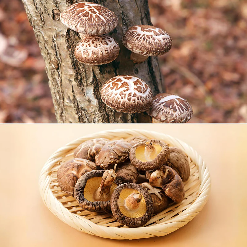 Bio Shiitake Pulver 250g – Premiumqualität für dein Wohlbefinden und deinen Genuss - Image 6