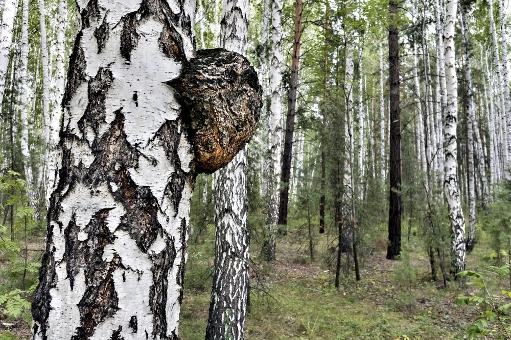 Chaga Pilz Pulver | Vitalpilz Sparvorrat - Image 3