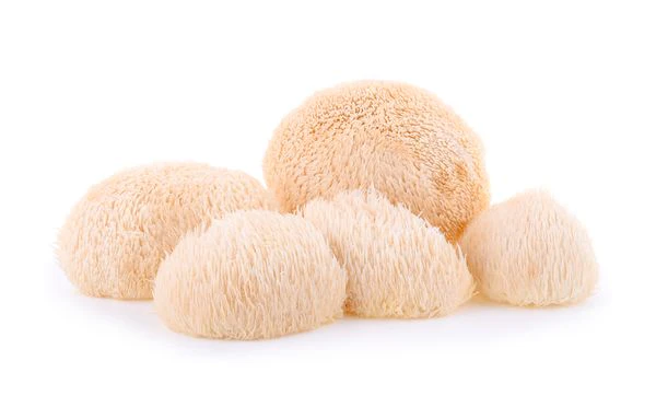 Hericium Pulver 250g | Bio | Rohkost | Hochwertiger Vitalpilz Igelstachelbart - Image 4