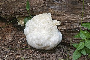 Hericium Pulver 250g | Bio | Rohkost | Hochwertiger Vitalpilz Igelstachelbart - Image 5
